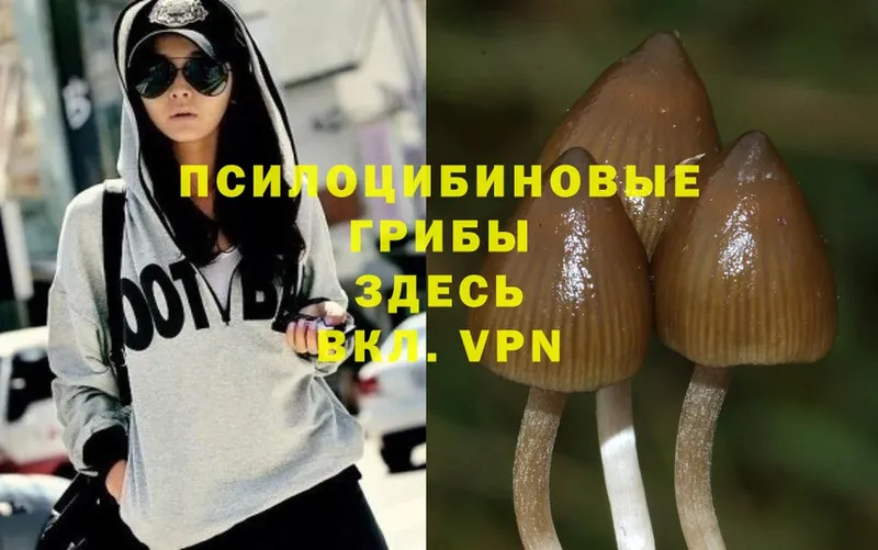 OMG вход  Боровск  Псилоцибиновые грибы Psilocybe  где купить наркотик 